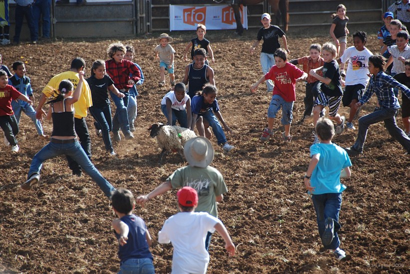 49- Lacher de mouton pour les enfants.JPG